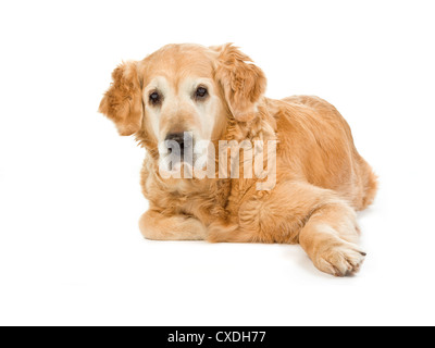 Golden retriever sur fond blanc Banque D'Images