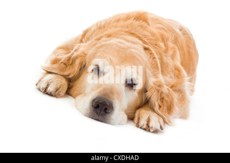 Golden retriever sur fond blanc Banque D'Images