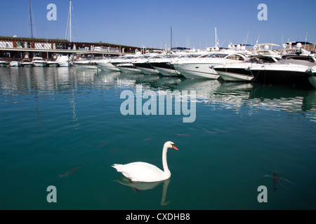 Yachts amarrés à Port Adriano 'Puerto Adriano' du port touristique de luxe à Majorque, Baléares, Espagne Banque D'Images