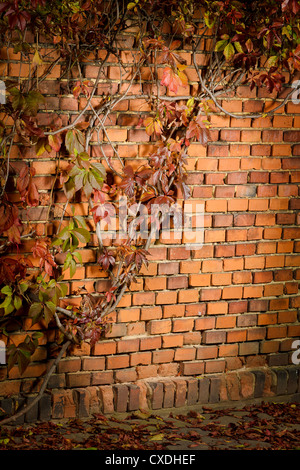 Lierre sur le mur de brique Banque D'Images