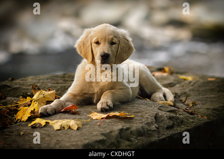 Chiot golden retriever pure race, de dix semaines Banque D'Images
