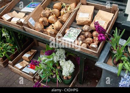 Bulbes de tulipes et de fleurs sur le marché Banque D'Images