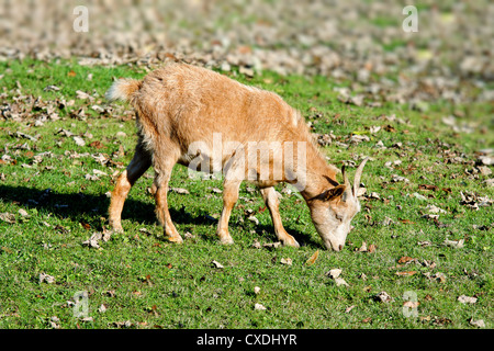 Chèvres sur le goat farm Banque D'Images