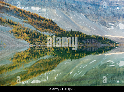 Le mélèze de l'Ouest (Larix occidentalis), reflétée dans le lac Magog, Mt. Rivière Assiniboine Provincial Park, British Columbia, Canada Septembre Banque D'Images