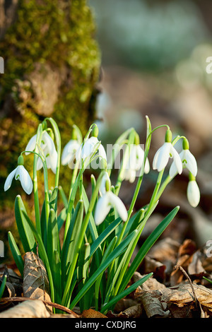 Perce-neige de printemps des fleurs dans un jardin Banque D'Images