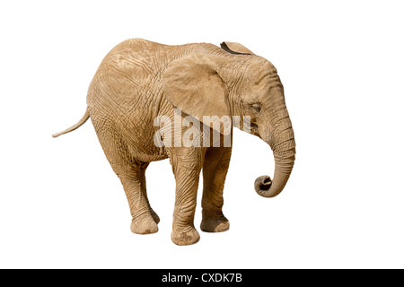 Elephant isolé sur fond blanc Banque D'Images