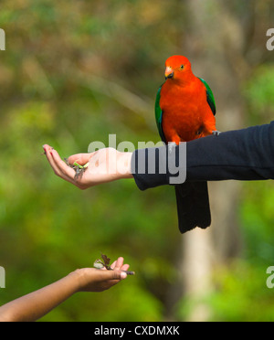Les gens l'alimentation d'un lit king-australienne parrot (Alisterus scapularis), New South Wales, Australie Banque D'Images