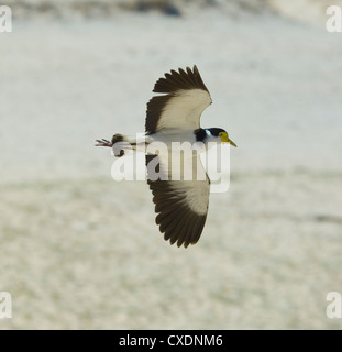 Masked sociable (Vanellus miles), New South Wales, Australie Banque D'Images