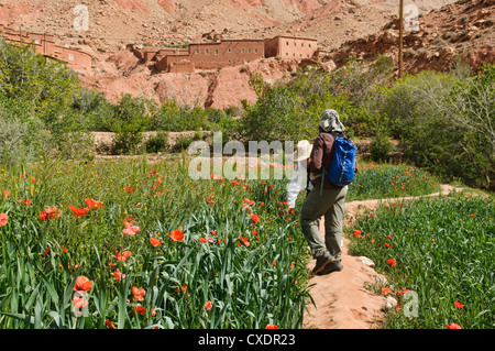 Des champs de pavot dans le sud de l'Atlas, Maroc Banque D'Images