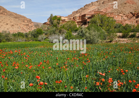 Des champs de pavot dans le sud de l'Atlas, Maroc Banque D'Images