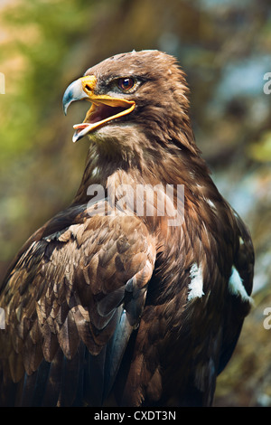 Gros plan de la tête d'une belle eagle Banque D'Images