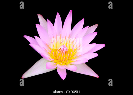 Nénuphar, lotus isolé sur fond noir Banque D'Images