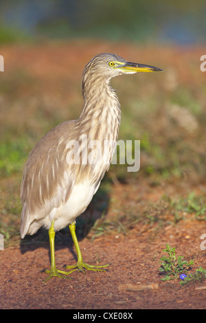 Indian Pond Heron (ardeola grayii), Parc national de Yala, au Sri Lanka, en Asie Banque D'Images