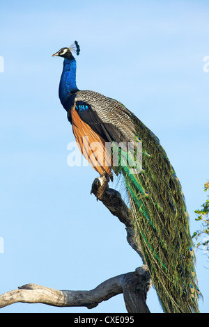 Pavo cristatus (paons indiens), Parc national de Yala, au Sri Lanka, en Asie Banque D'Images