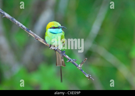 Little Green bee-eater (Merops orientalis), Parc national de Yala, au Sri Lanka, en Asie Banque D'Images