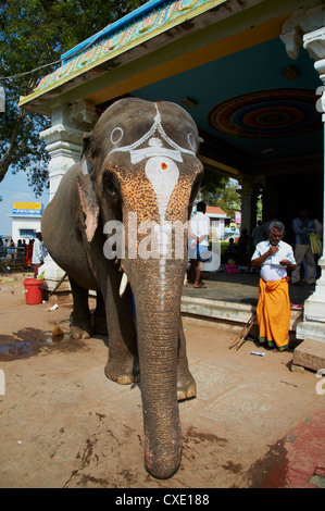 Bénédiction de l'éléphant, le Sri Jambukeshwara temple, Tiruchirappalli (Trichy), Tamil Nadu, Inde, Asie Banque D'Images