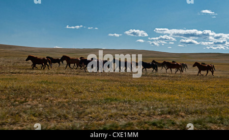 Chevaux sauvages dans la vallée de la rivière Orkhon de la Mongolie centrale Banque D'Images