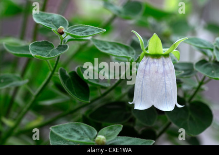 Dicentrifolia Codonopsis bonnet bellflower asiatique en forme de cloche blanche fleur fleurs médecine traditionnelle chinoise Banque D'Images