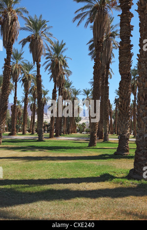 Avenue dans la palmeraie de l'oasis Banque D'Images