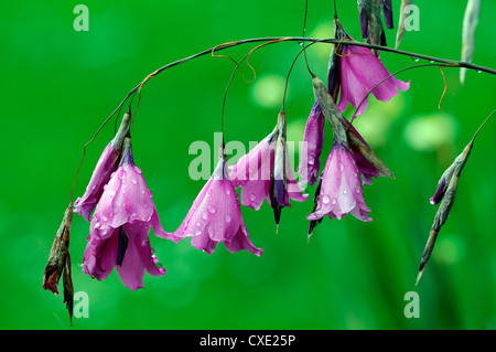 Tigridia pulcherrimum libre pink petals fleurs vivaces dangling arquée en forme d'anges suspendus des cannes à pêche Banque D'Images