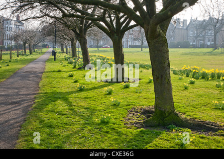 Les jonquilles sur le Stray, Harrogate, North Yorkshire, Angleterre Banque D'Images