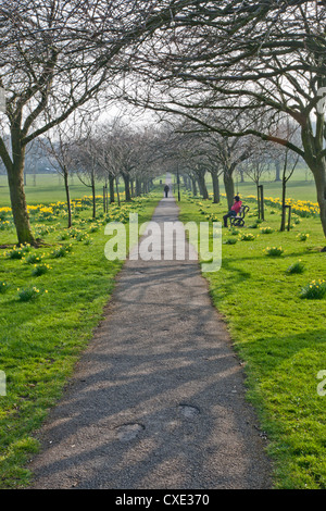 Les jonquilles sur le Stray, Harrogate, North Yorkshire, Angleterre Banque D'Images