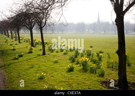 Les jonquilles sur le Stray, Harrogate, North Yorkshire, Angleterre Banque D'Images