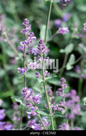 Nepeta six hills giant gros plan d'été bleu point sélective des plantes fleurs pétales odorantes parfumées portraits d'arbustes catmints Banque D'Images