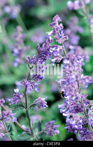 Nepeta six hills giant gros plan d'été bleu point sélective des plantes fleurs pétales odorantes parfumées portraits d'arbustes catmints Banque D'Images