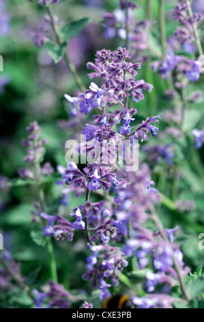 Nepeta six hills giant gros plan d'été bleu point sélective des plantes fleurs pétales odorantes parfumées portraits d'arbustes catmints Banque D'Images