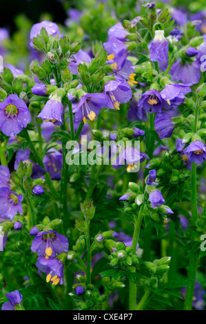 Le Polemonium boreale habitude céleste du nord boréal Jacobs ladder floraison bleu-violet fleur fleurs plantes arctiques alpines Banque D'Images