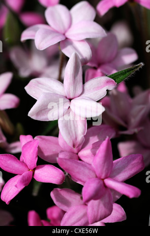 Rhodohypoxis Fred Rose Broome fleurs vivaces en forme d'étoile Fleur alpine fleur bouquet formant Banque D'Images