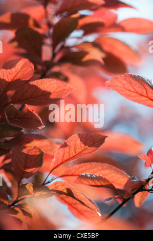 En automne le feuillage du cerisier Banque D'Images