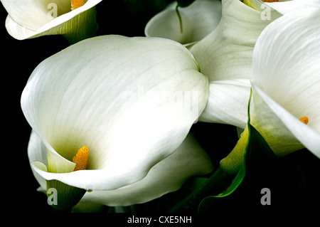 Zantedeschia aethiopica calla lilies crowborough arum blanc gros plan fleurs pétales spathes sélective vivaces plantes de marais Banque D'Images