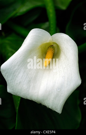 Zantedeschia aethiopica calla lilies crowborough arum blanc gros plan fleurs pétales spathes sélective vivaces plantes de marais Banque D'Images