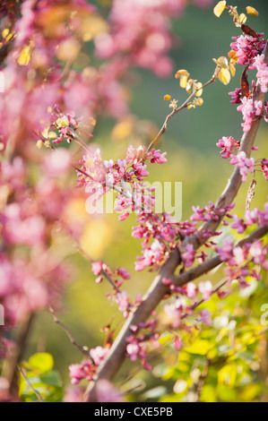 Redbud des branches d'arbre en fleurs Banque D'Images