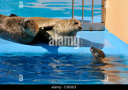 Deux des phoques communs (Phoca vitulina) près de l'eau et d'un jeune dans l'eau Banque D'Images