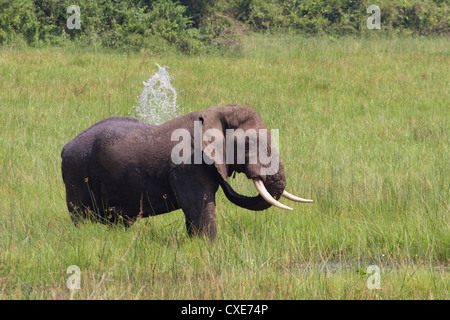 Homme éléphant africain (Loxodonta africana) à Queen Elizabeth NP waterhole, Ouganda Banque D'Images