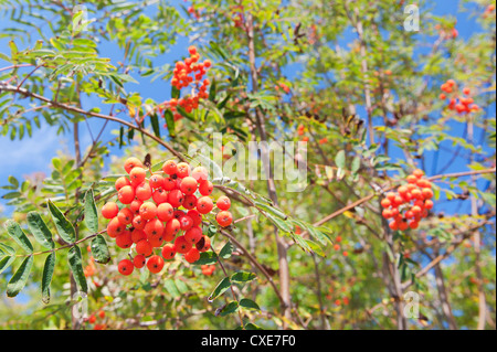 Rowan Tree avec des fruits. Banque D'Images