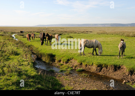 Poneys Welsh Mountain (Equus caballus), pâturage Llanrhidian des marais de sel, la péninsule de Gower, au Pays de Galles Banque D'Images