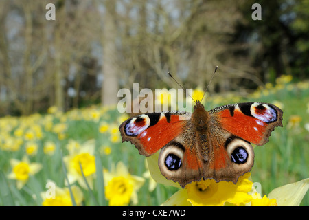 Peacock butterfly (Inachis io) sur la jonquille (Narcissus pseudonarcissus sauvages), Wiltshire, Angleterre Banque D'Images