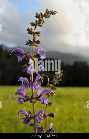 Meadow clary (Salvia pratensis) la floraison chez Hay meadow traditionnels, les Alpes Juliennes, en Slovénie, le slovène, l'Europe, Banque D'Images