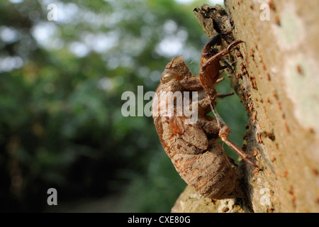 Cigale taïwanais (Cryptotympana takasagona) exuvium larvaire sur tronc d'arbre, Guandu, Taiwan Banque D'Images