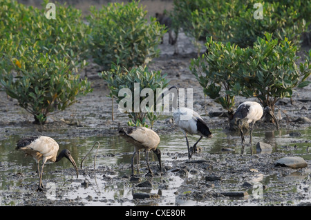Wild ibis sacré (Threskiornis aethiopicus) sur les vasières, marais de mangroves Guandu, Taiwan Banque D'Images