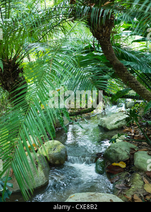 Ruisseau coule à travers la forêt tropicale, des jardins botaniques, à Singapour, en Asie Banque D'Images