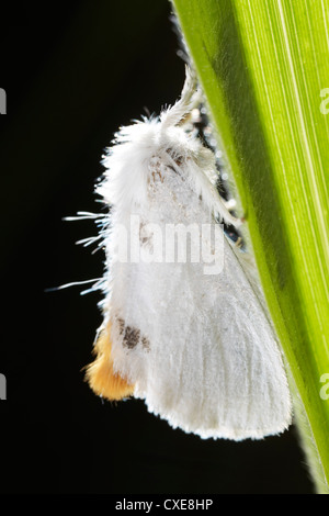 Queue jaune, Euproctis similis, amphibien, East Yorkshire, UK. Banque D'Images