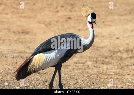 L'oiseau avec un plumage magnifique Banque D'Images