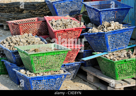 Des paniers en plastique avec les huîtres de ferme ostréicole de la Baudissière, Fouras, Ile d'Oléron, Charente Maritime, France Banque D'Images
