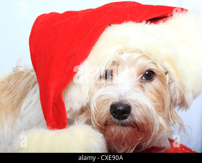 Il porte Noël rouge Santa hat - Long haired Jack Russell Banque D'Images