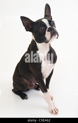 Chien Boston Terrier isolé sur fond blanc. Copy space Banque D'Images